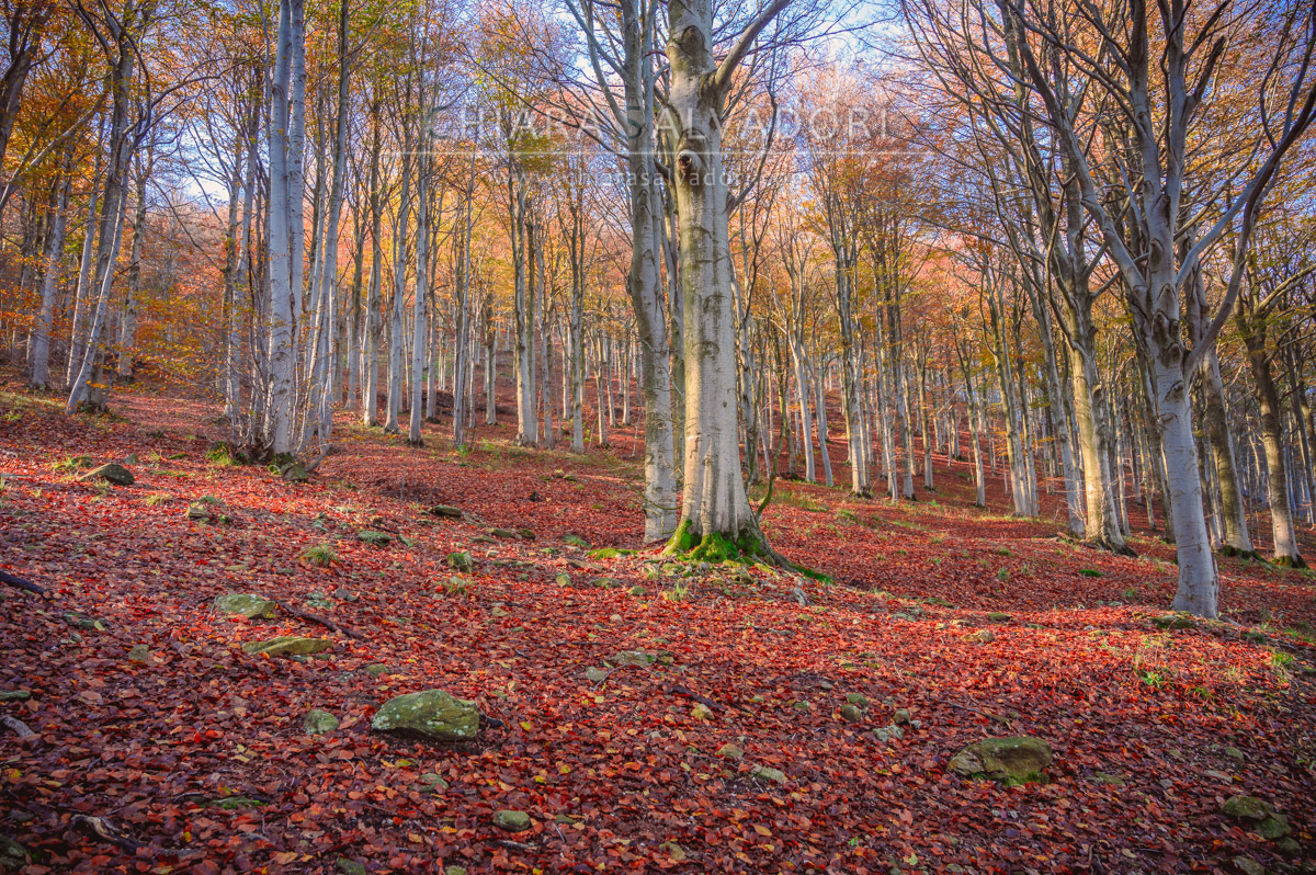 Barbottina Forest