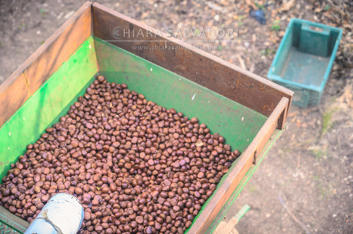 Beating of chestnuts