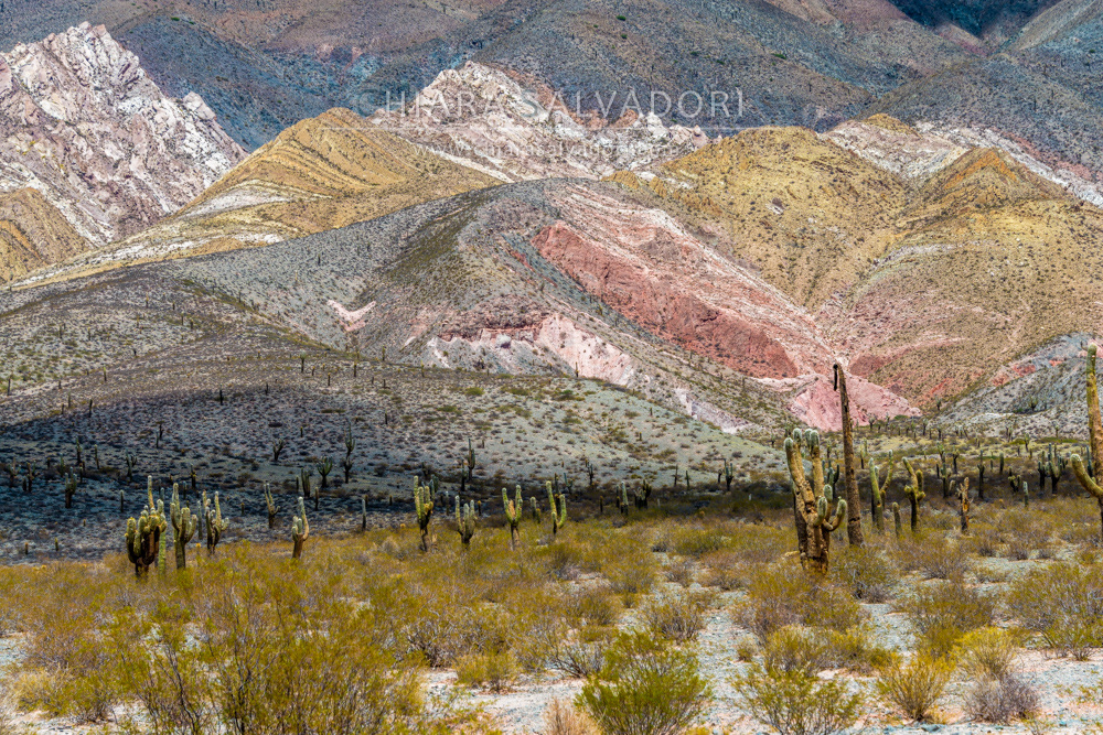 Los Cardones