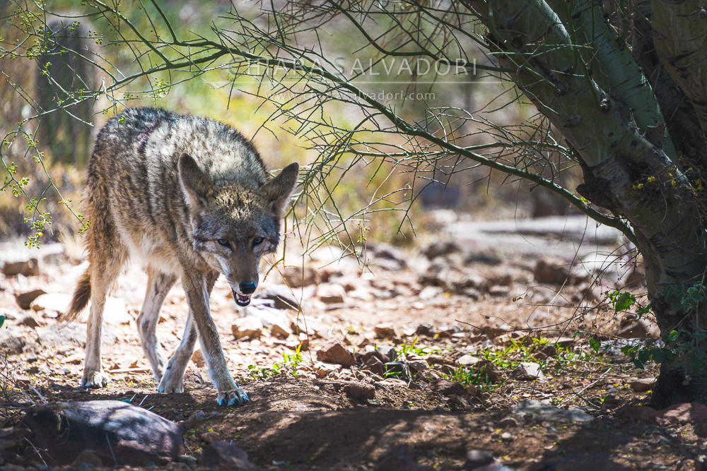 Sonora Desert Museum