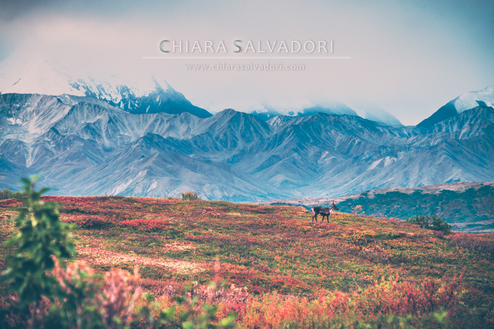 Denali National Park