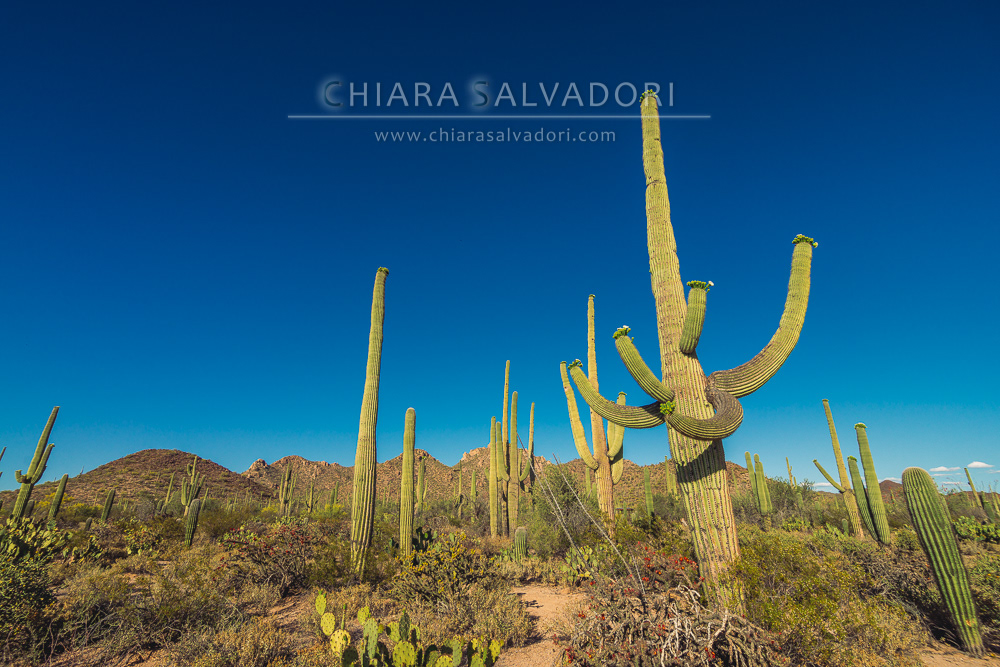 Saguaro National Park