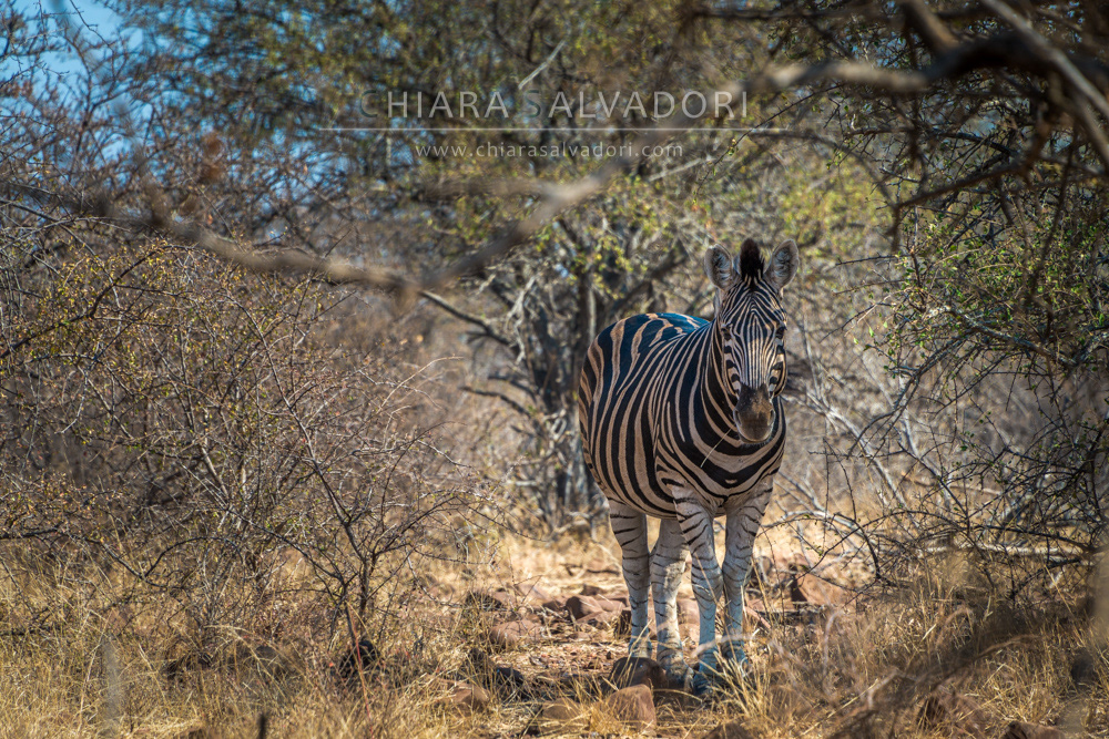 Kruger National Park