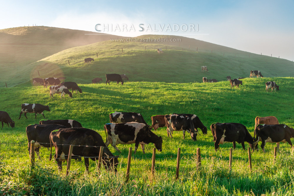 Waitomo On the Road