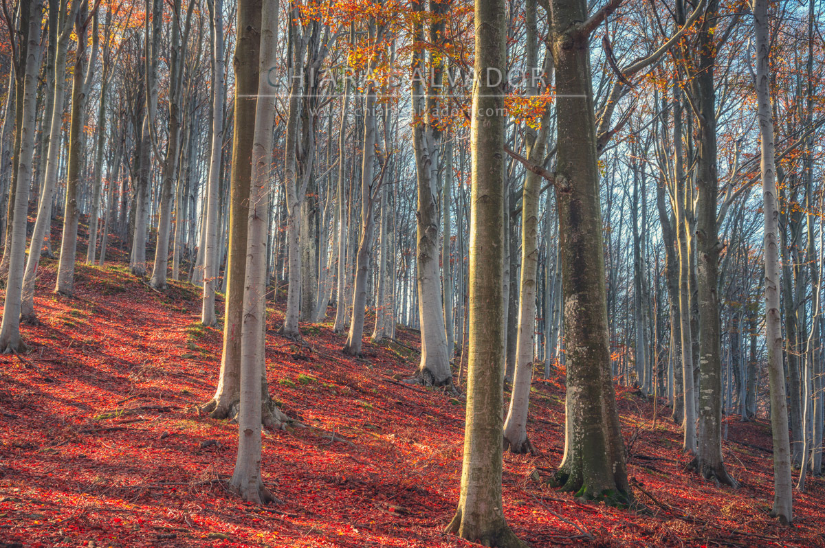 Barbottina Forest