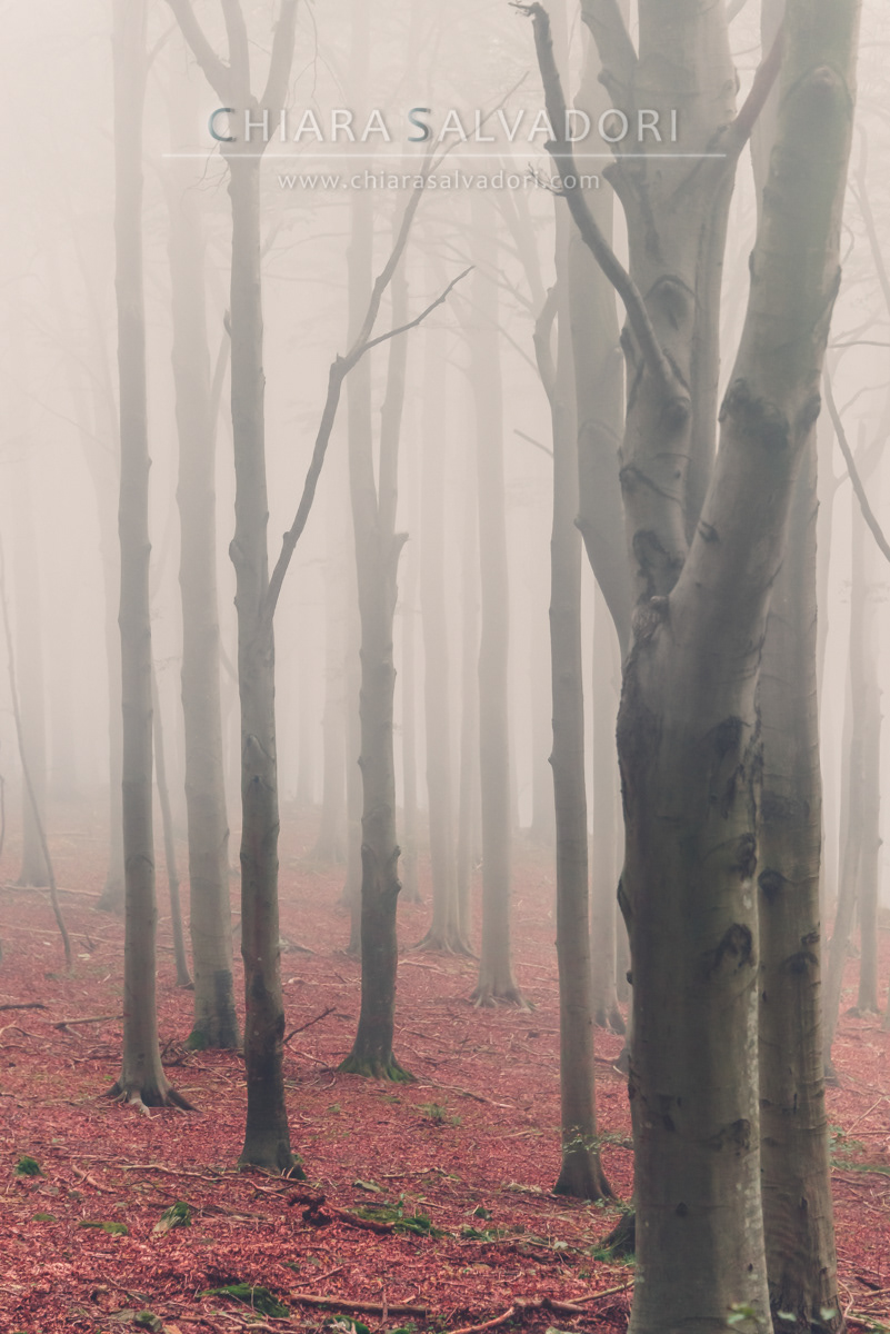 Barbottina Forest