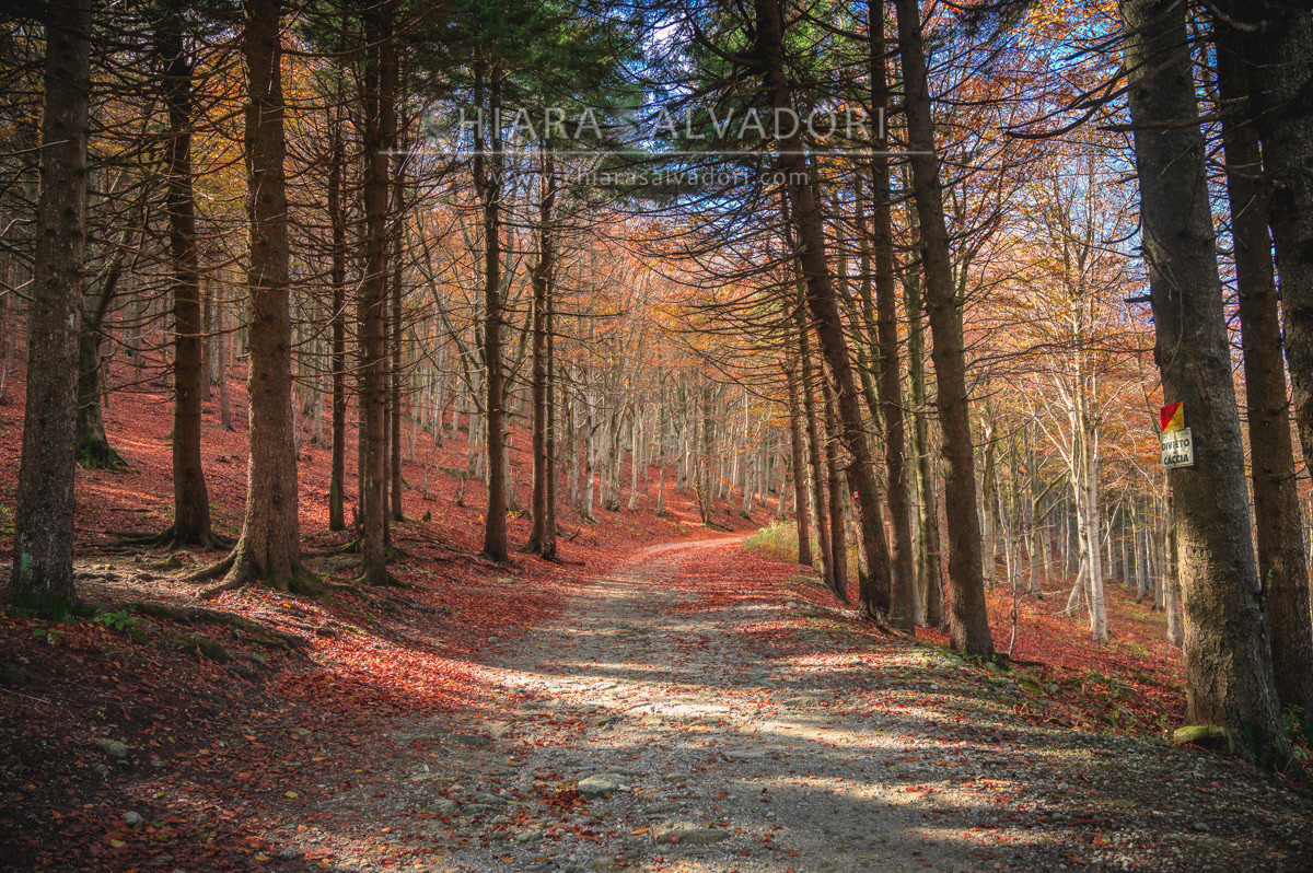 Barbottina Forest