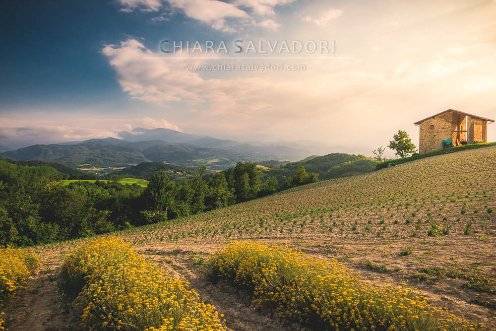 Sale San Giovanni - Alta Langa