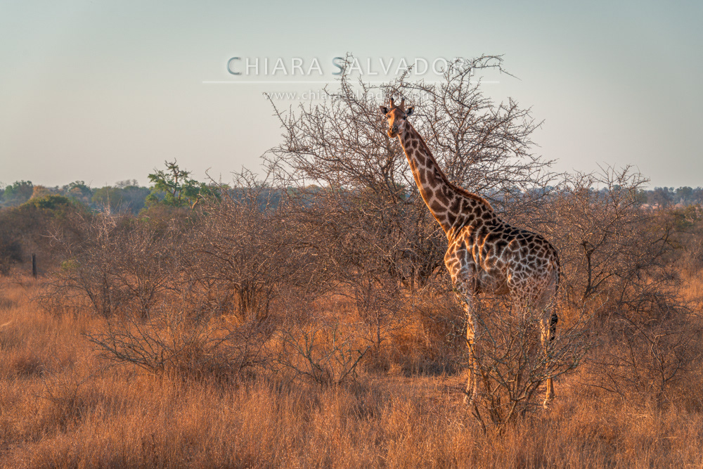 Kruger National Park