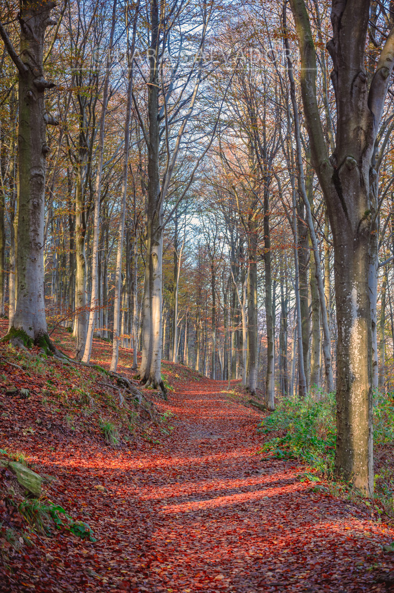 Barbottina Forest