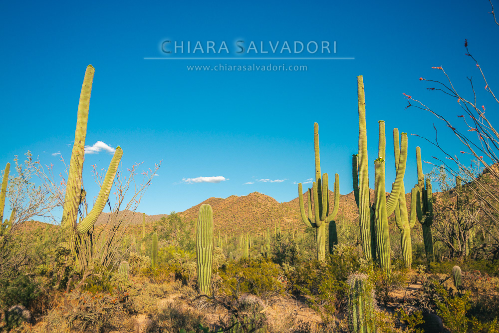 Saguaro National Park
