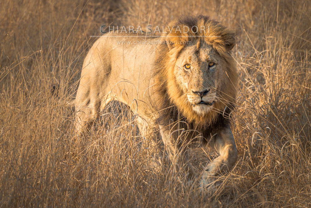 Kruger National Park