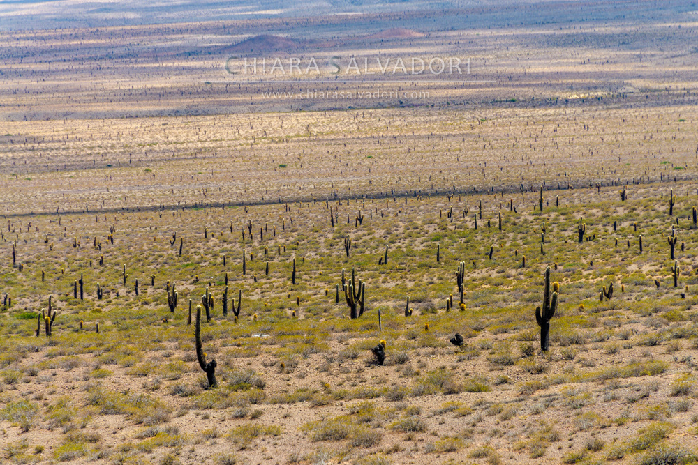 Los Cardones