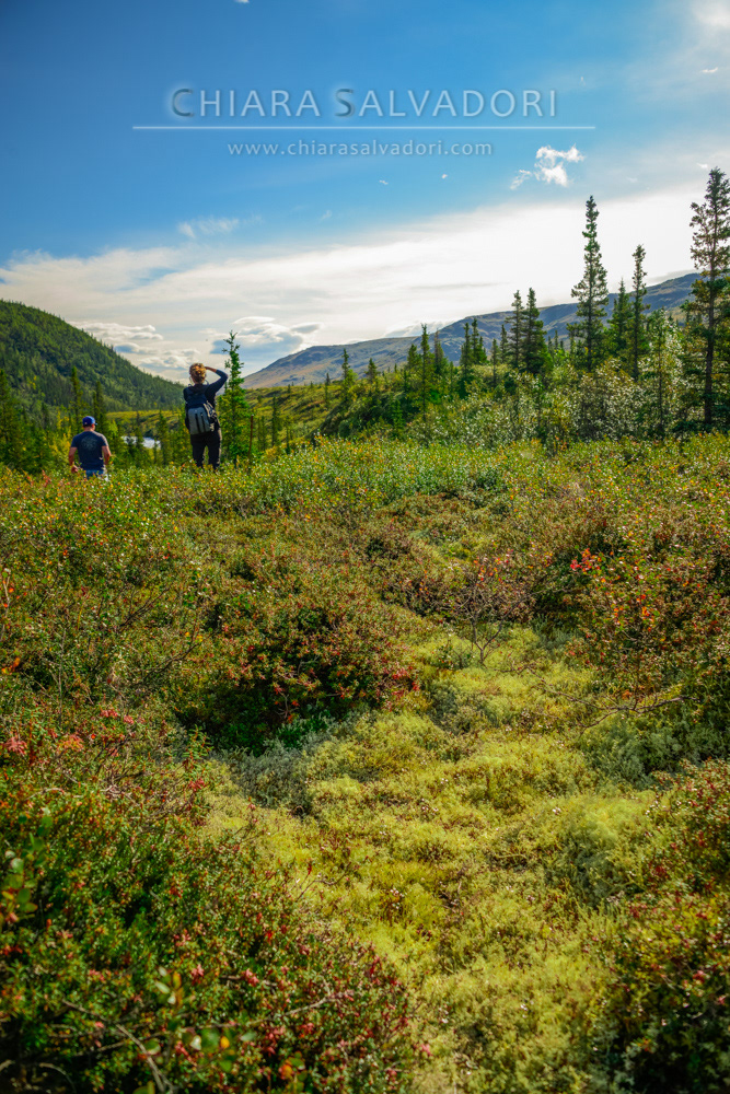 Denali National Park