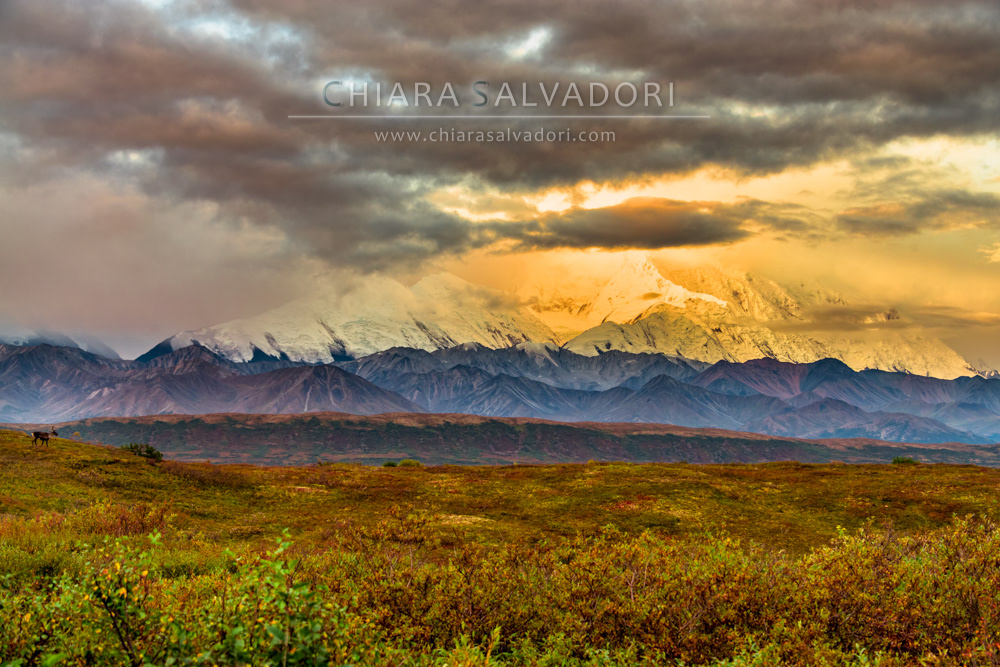 Denali National Park
