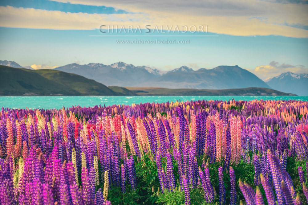 Lake Tekapo