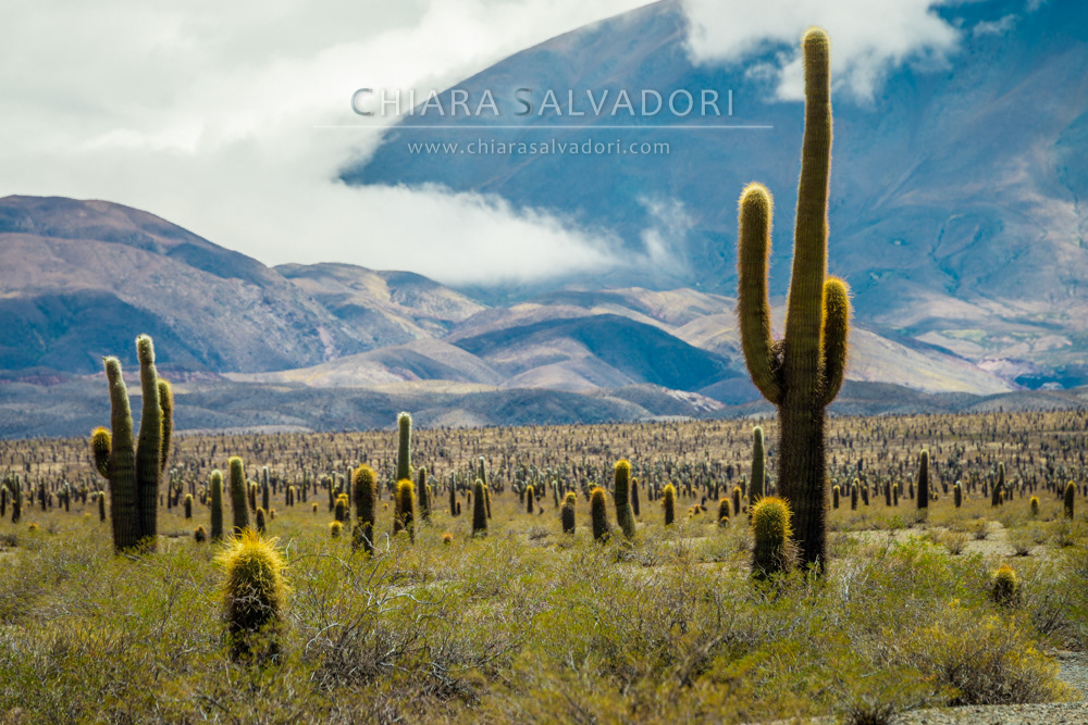 Los Cardones