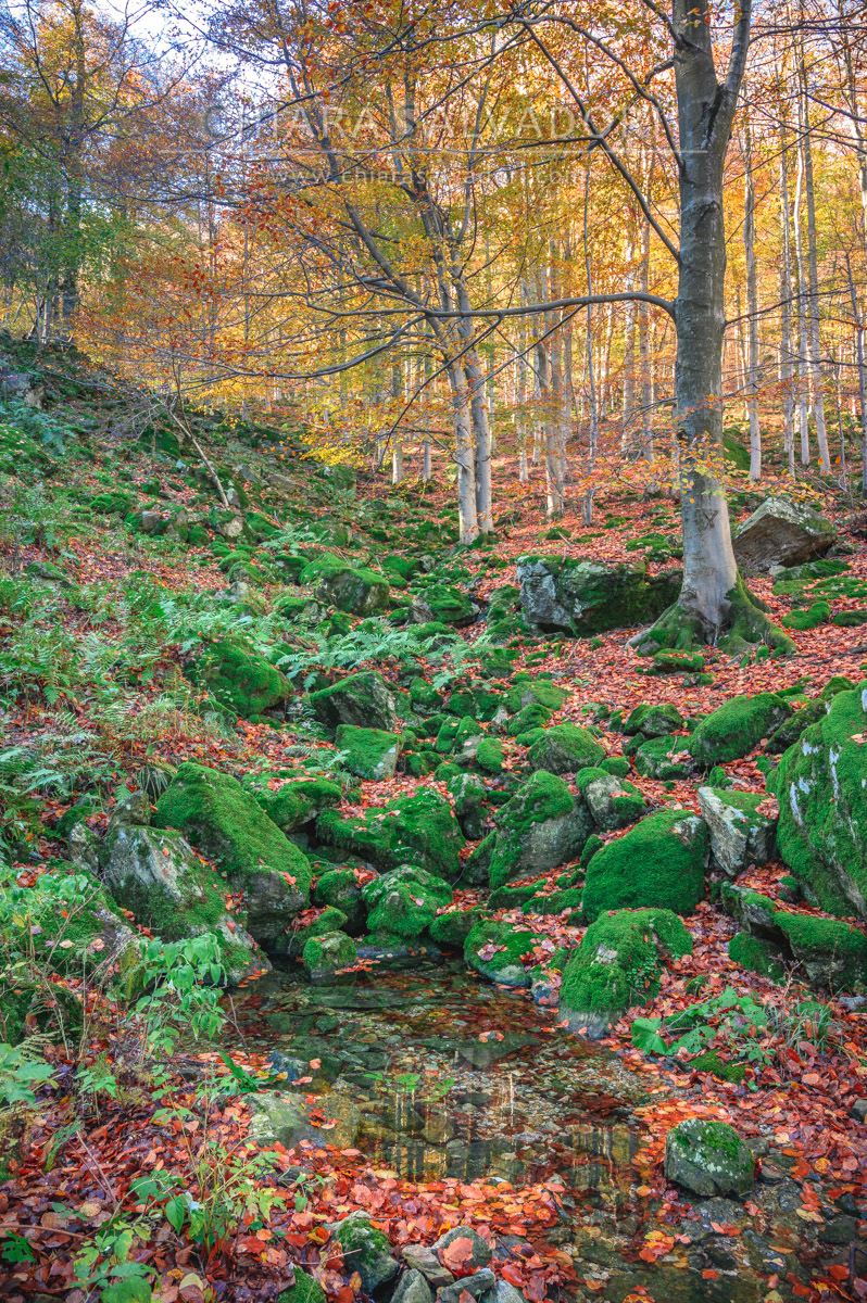 Barbottina Forest