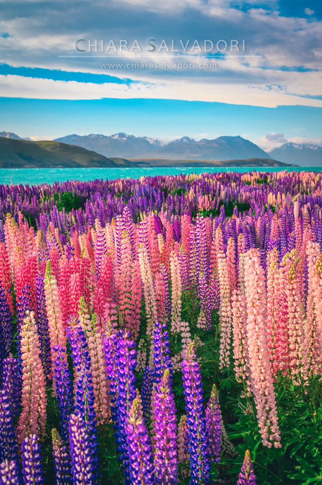 Lake Tekapo