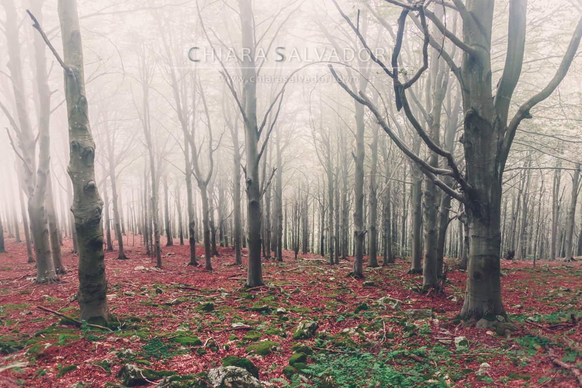 Barbottina Forest