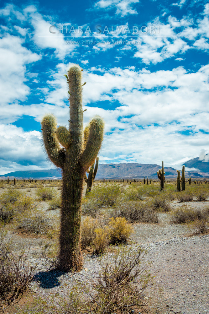 Los Cardones