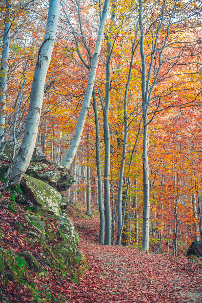 Barbottina Forest