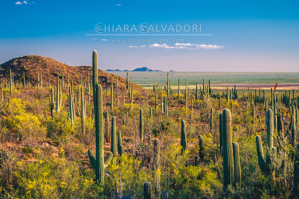 Saguaro National Park