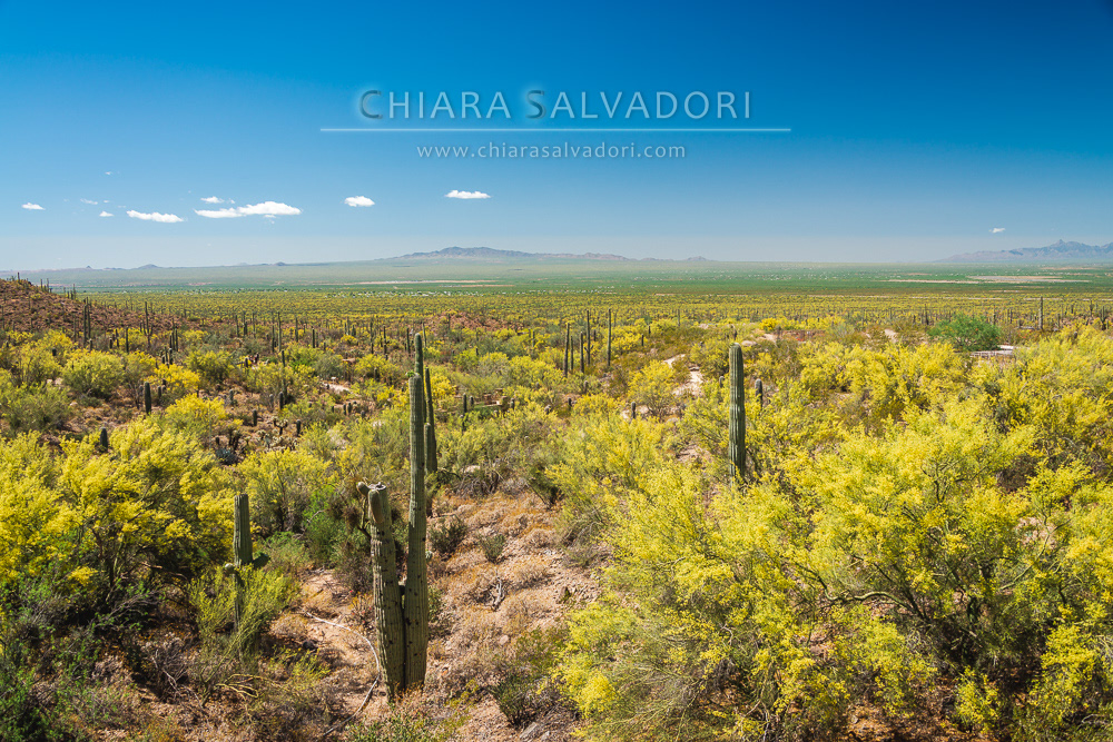 Sonora Desert