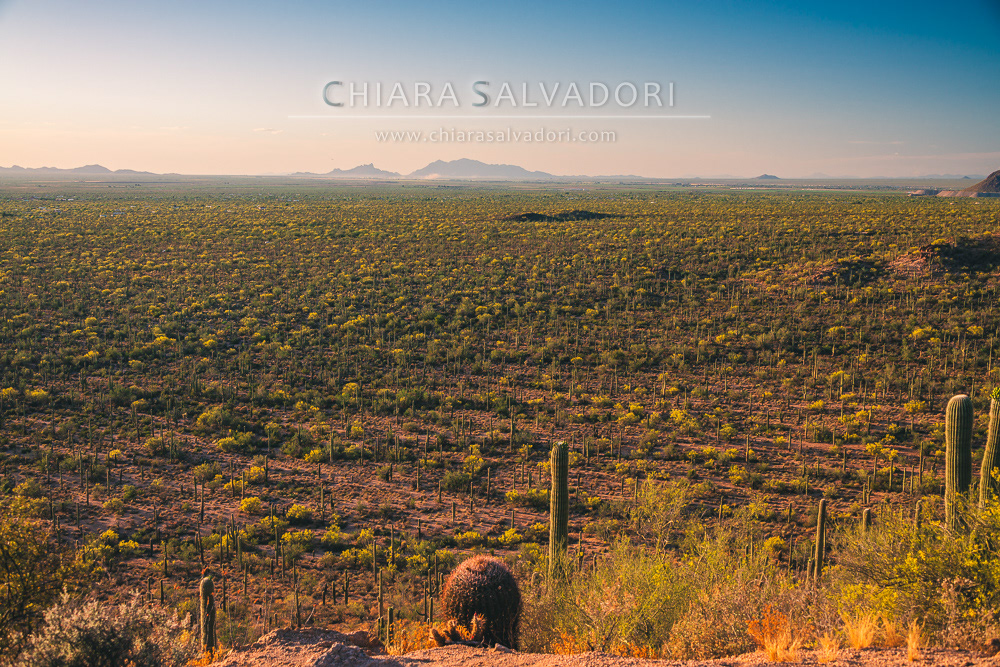 Saguaro National Park