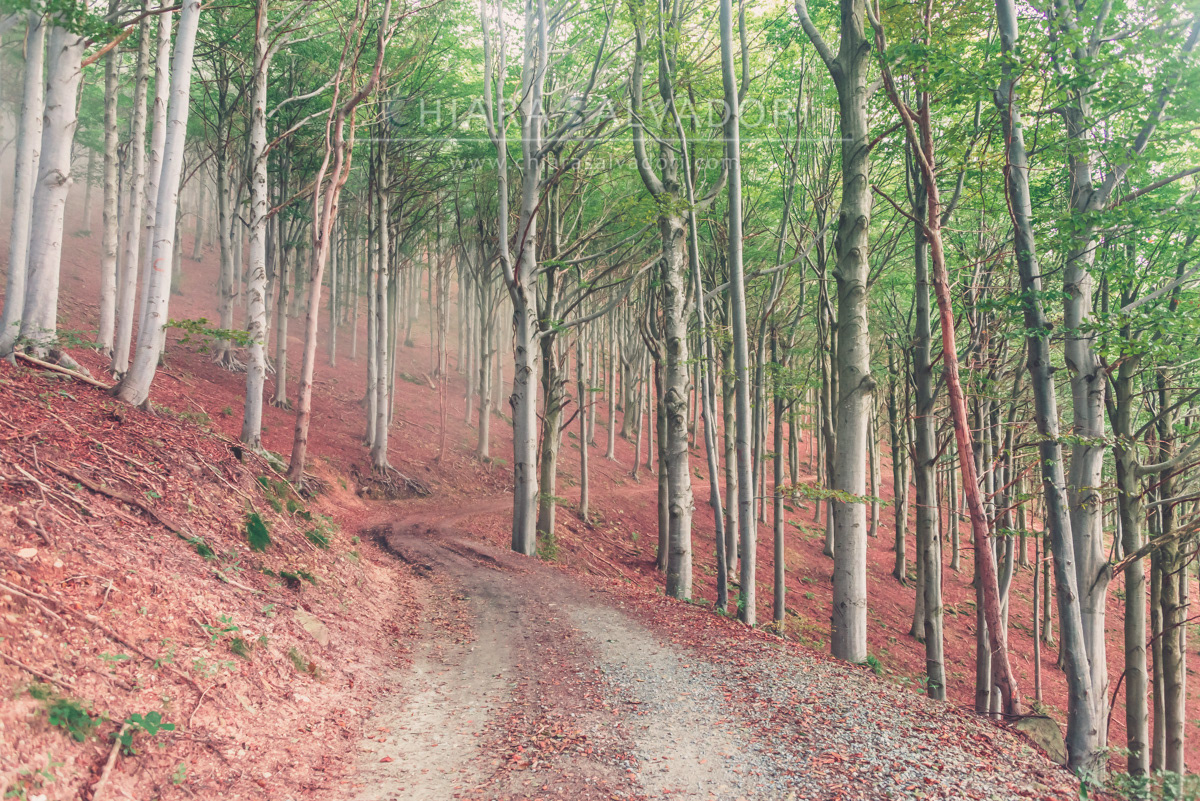 Barbottina Forest