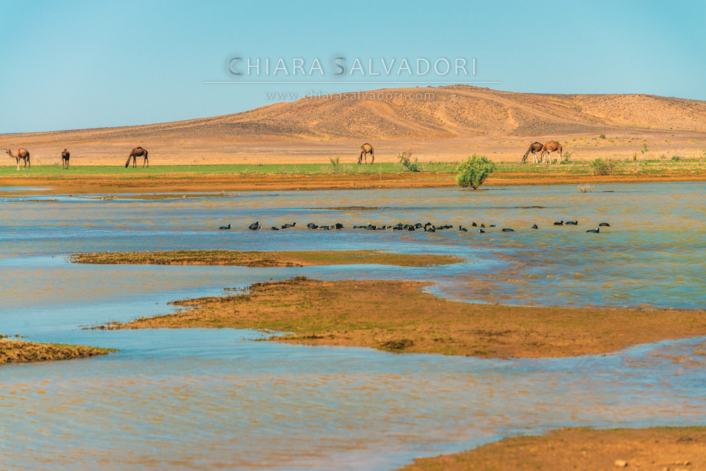 Merzouga Lake