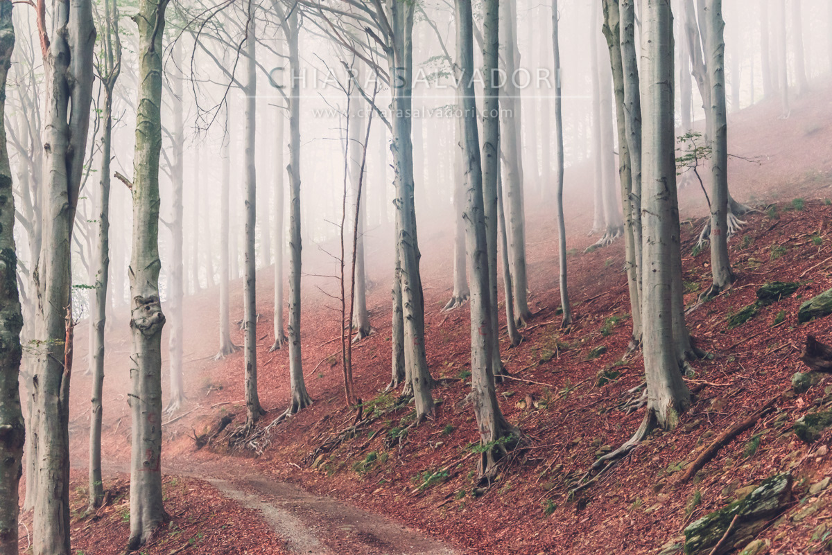 Barbottina Forest