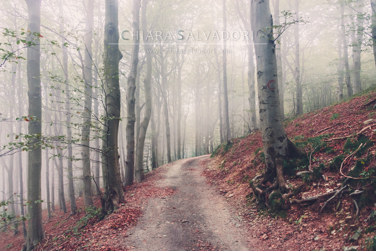 Barbottina Forest