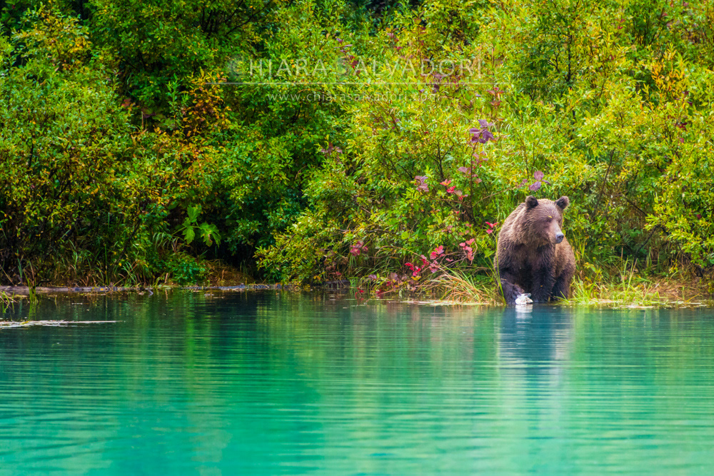 Lake Clark