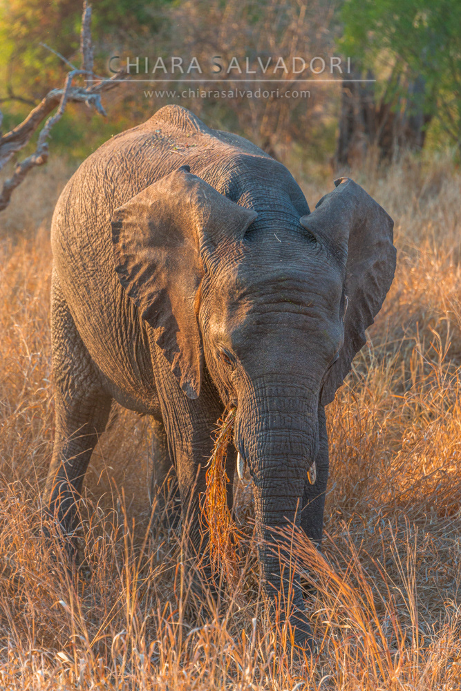 Kruger National Park