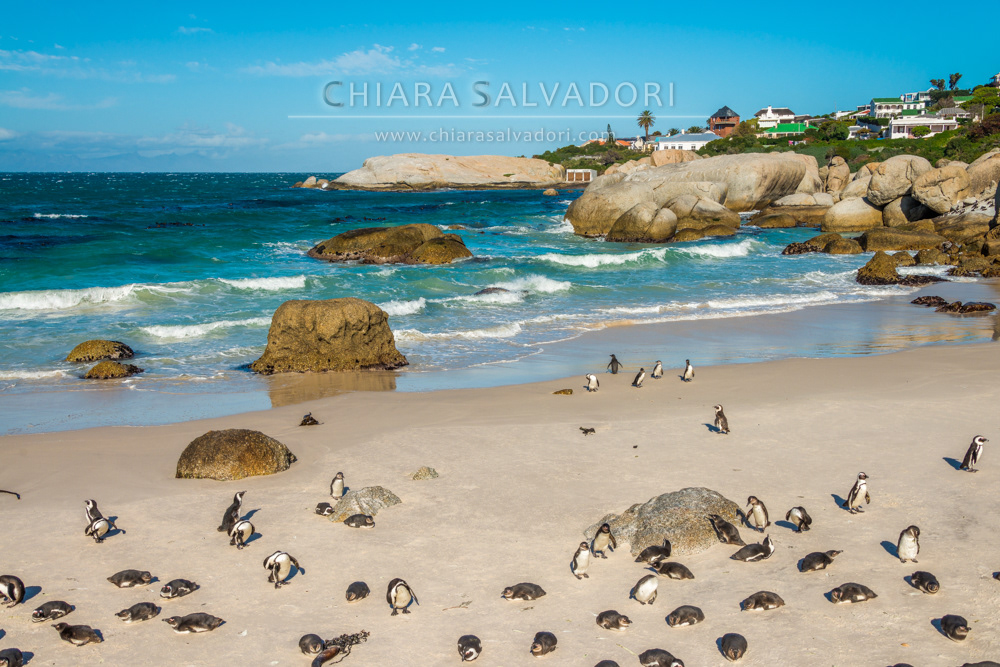 Boulders Beach