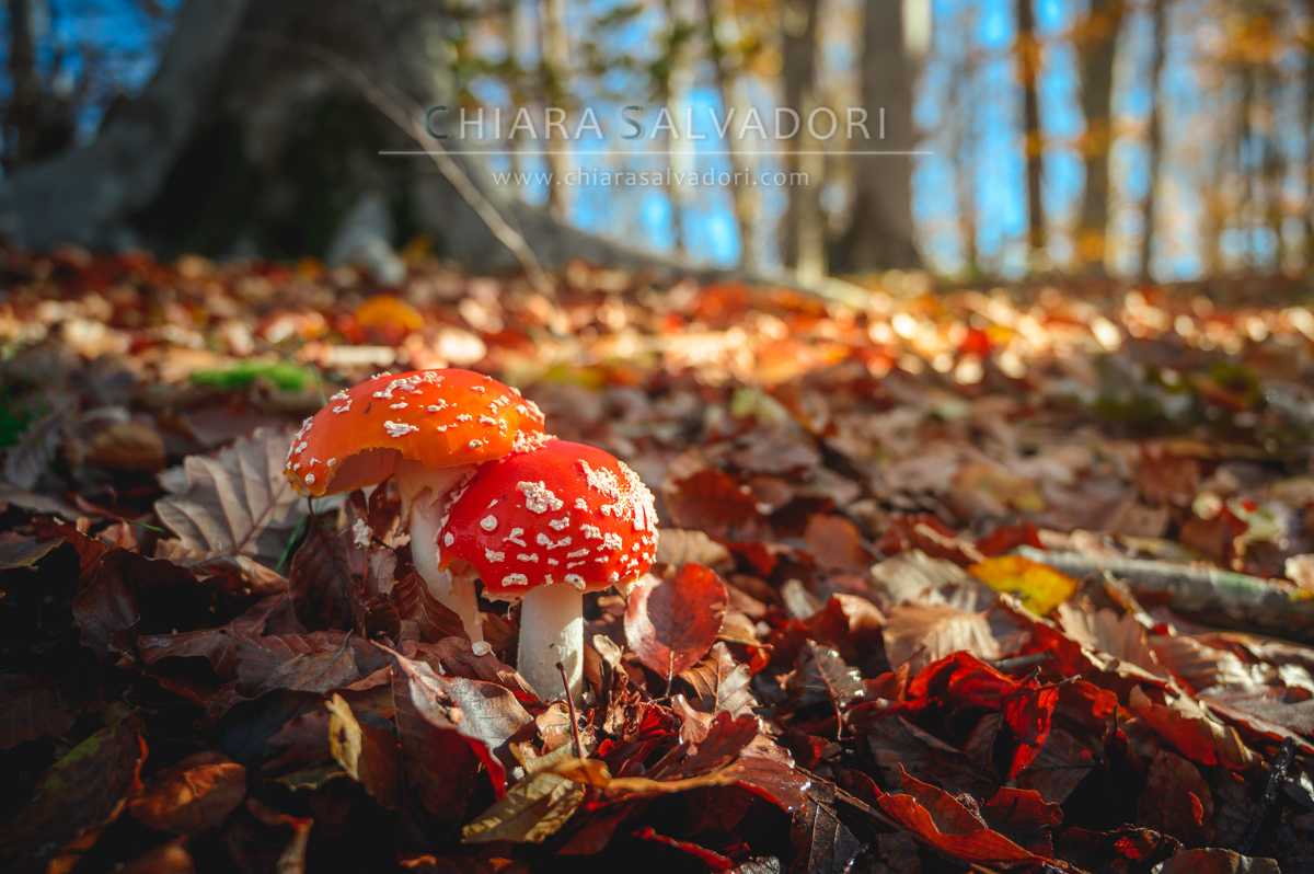 Barbottina Forest