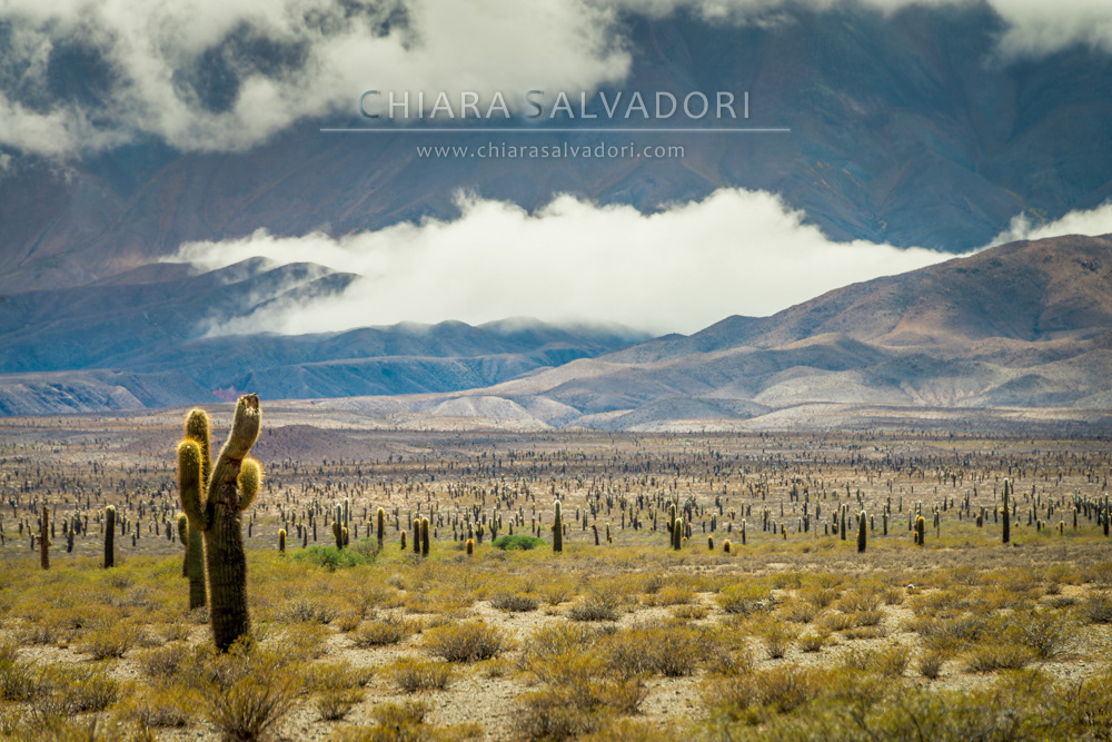 Los Cardones