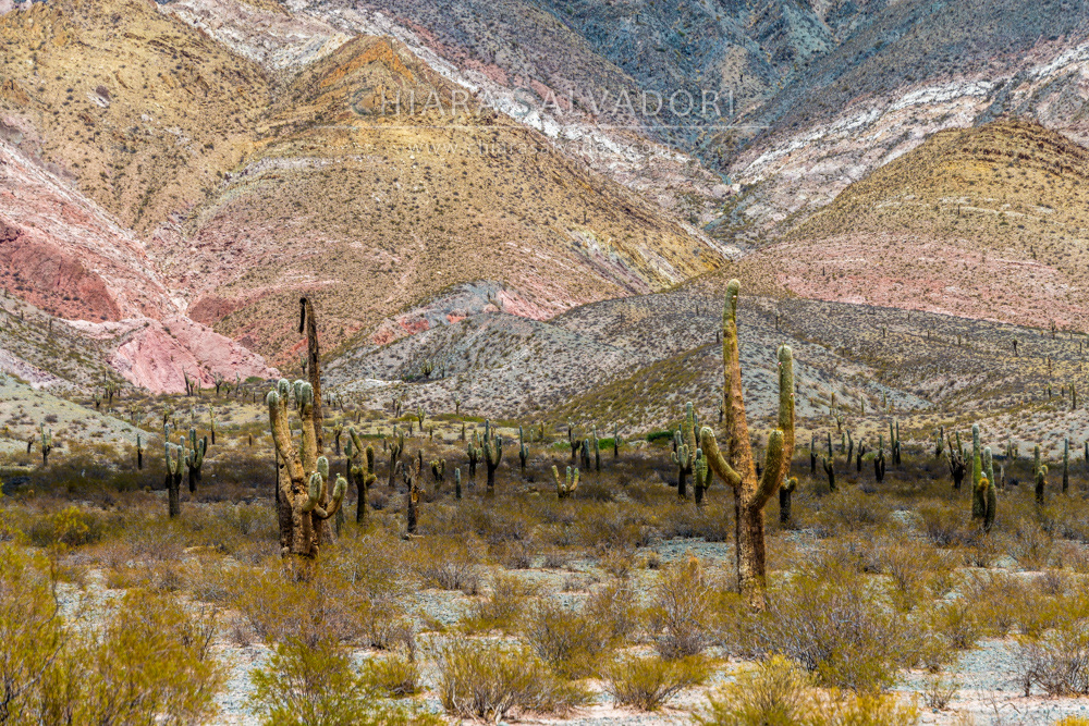 Los Cardones