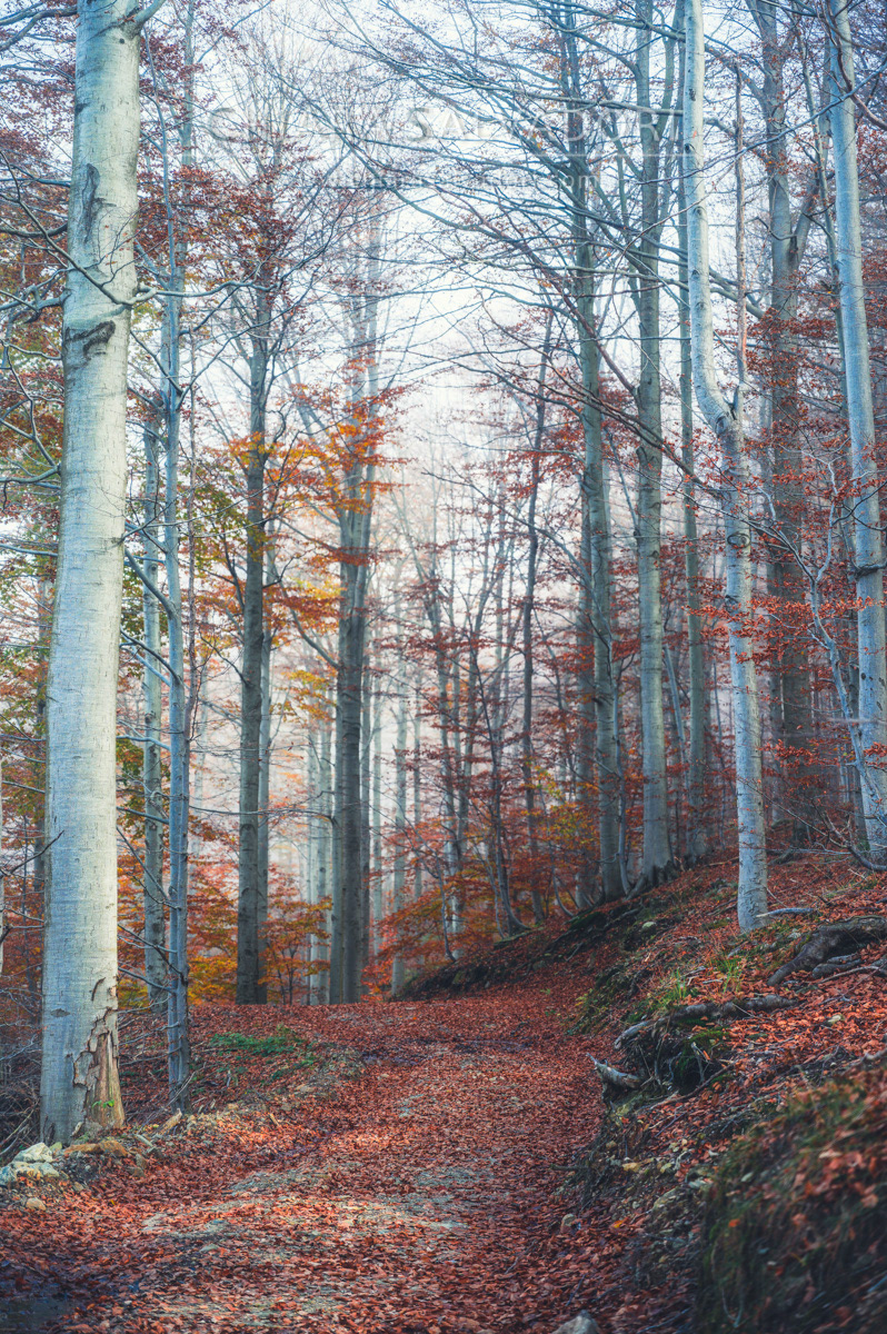 Barbottina Forest