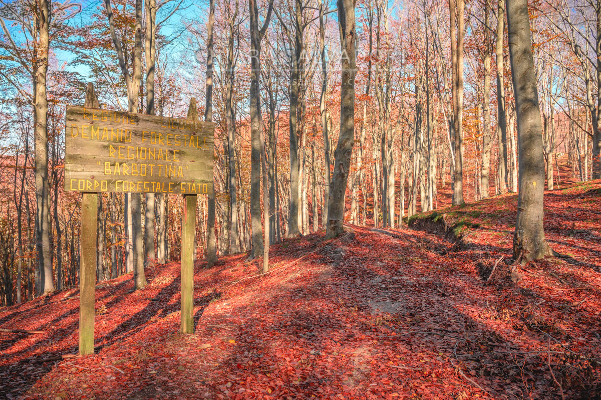 Barbottina Forest