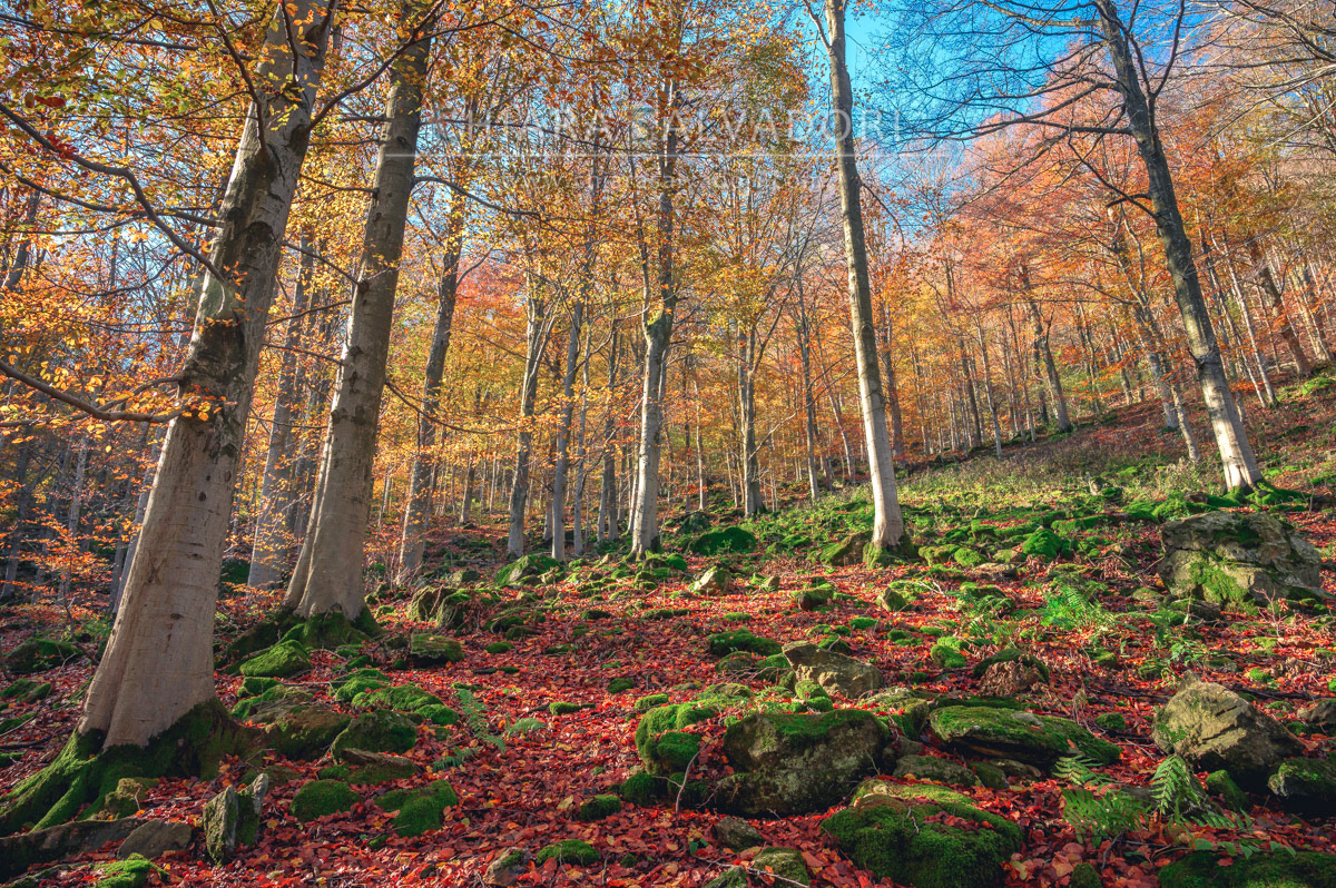 Barbottina Forest