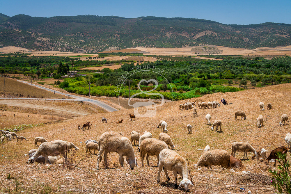 Volubilis