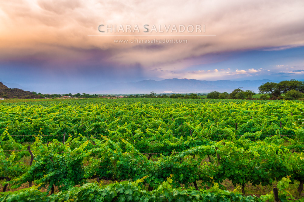 Cafayate