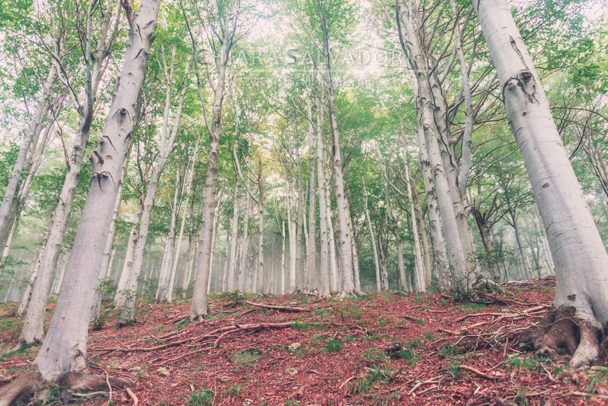 Barbottina Forest