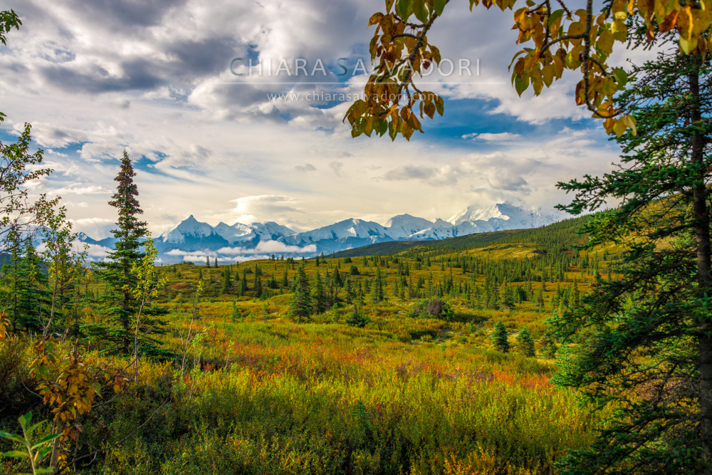 Denali National Park