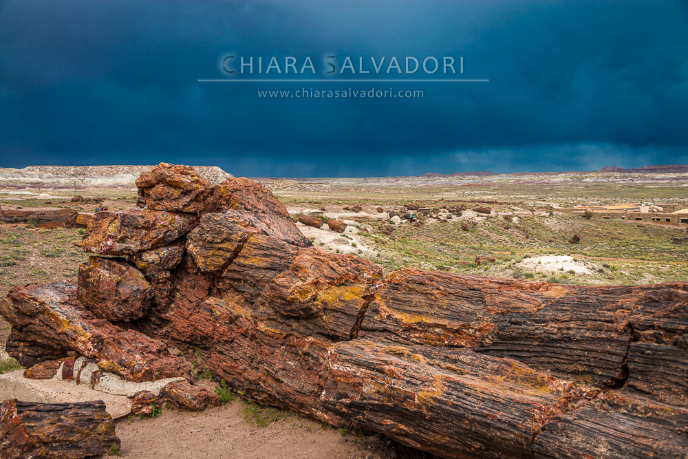 Petrified Forest National Park
