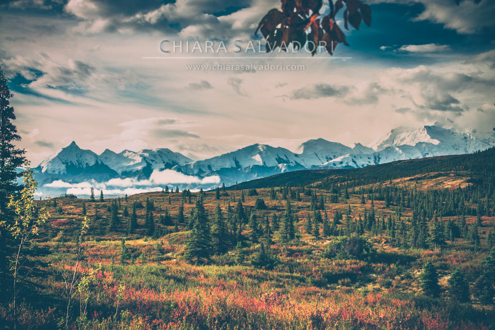 Denali National Park