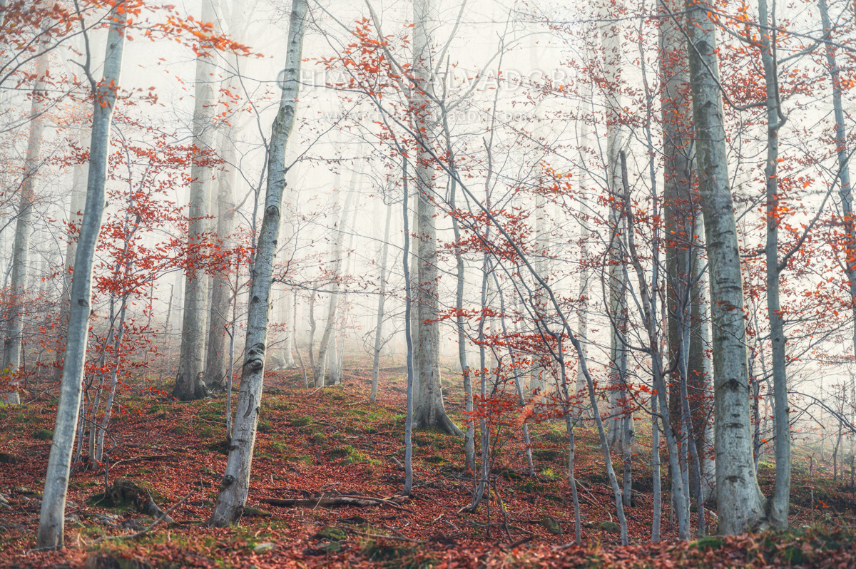 Barbottina Forest