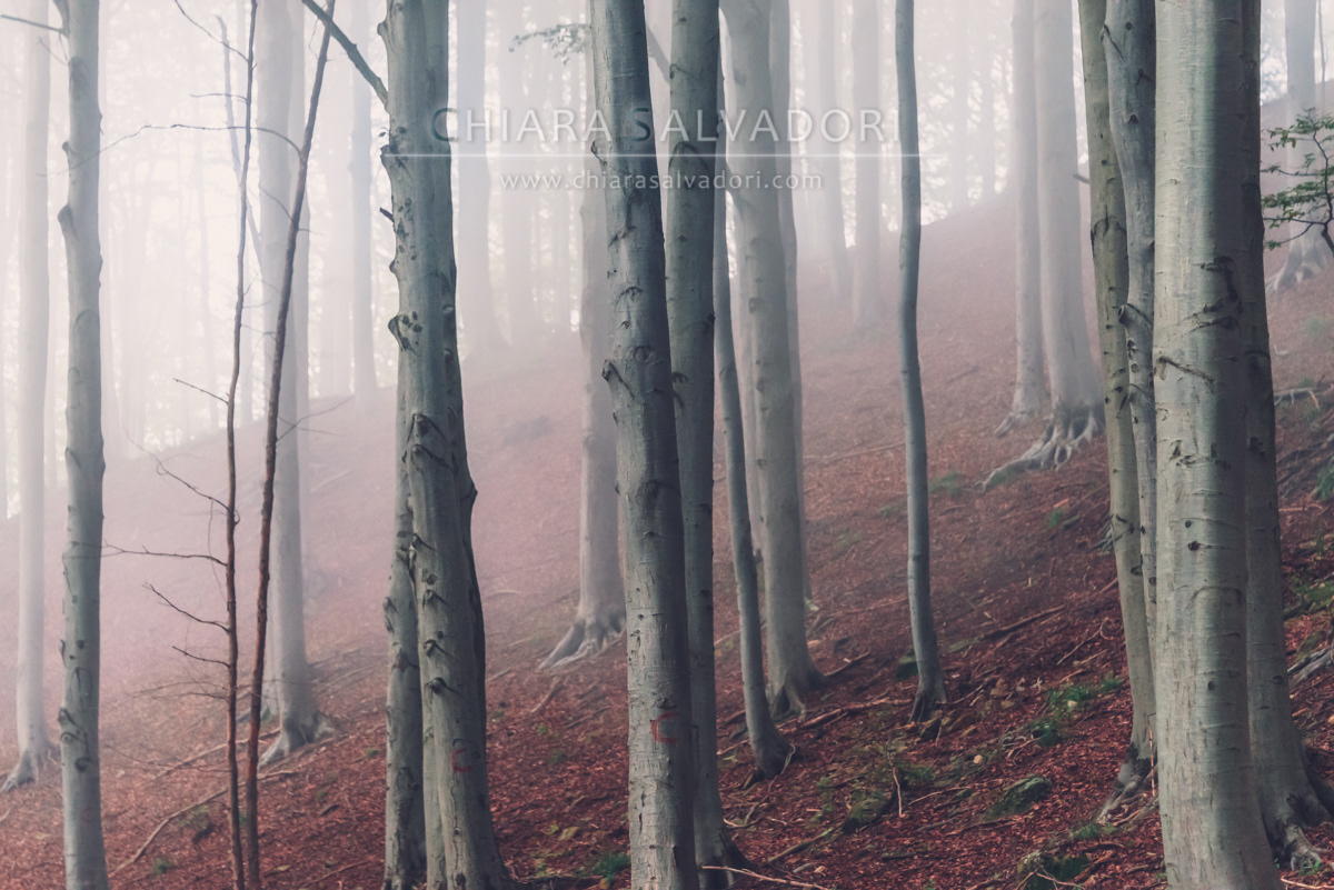 Barbottina Forest